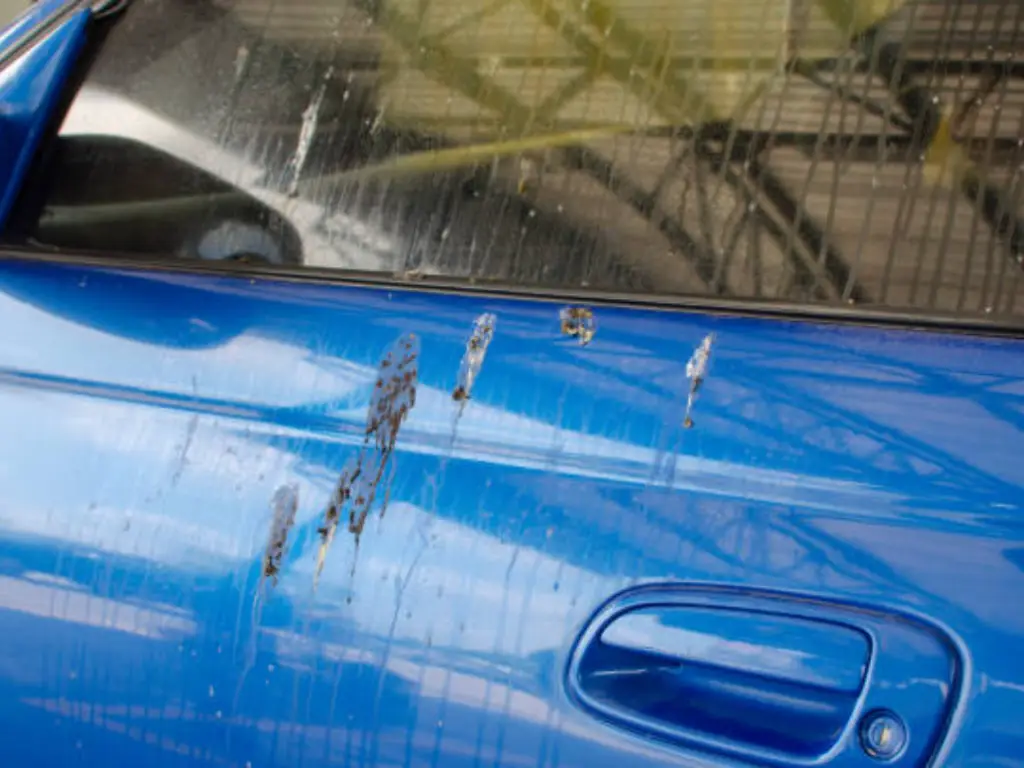 car paint damage types